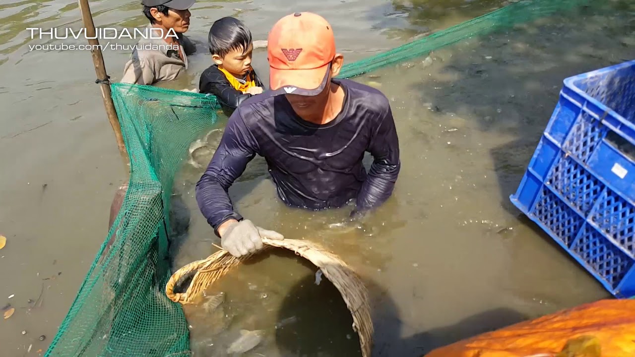 0803 Lần Đầu Ủ Nước Mắm l Kéo Cá Quá Nhiều Làm Nước Mắm và Phóng Sinh l Homemade Fish Sauce - YouTube