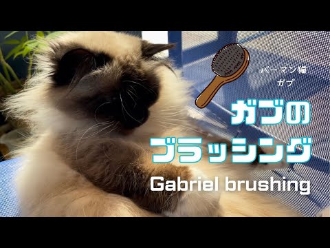 バーマン猫ガブ【ガブのブラッシング】Gabriel brushing （バーマン猫）Birman/Cat