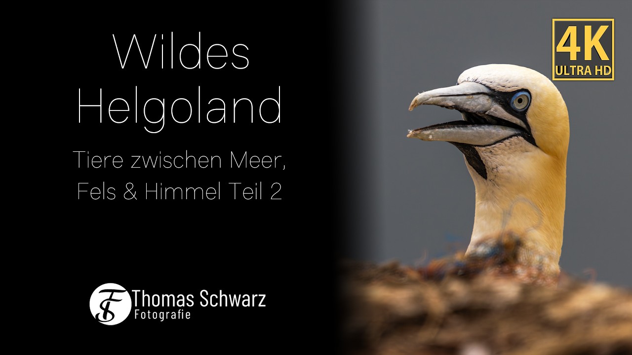 Wildes Helgoland - Tiere zwischen Meer, Fels & Himmel Teil 2 #4k #wildlife
