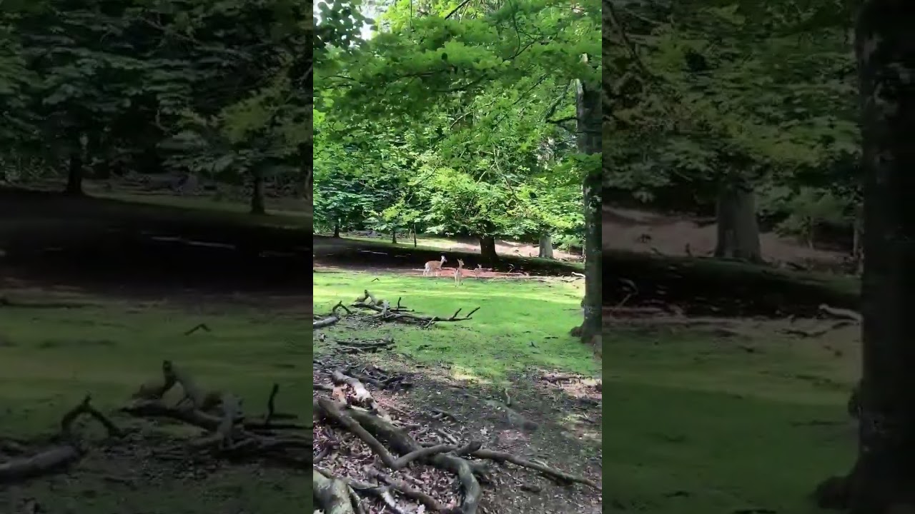 Forest deer. Denmark. 