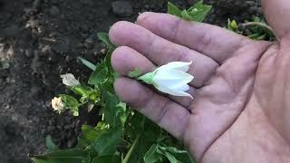 Как я вырастил платикодон из семян