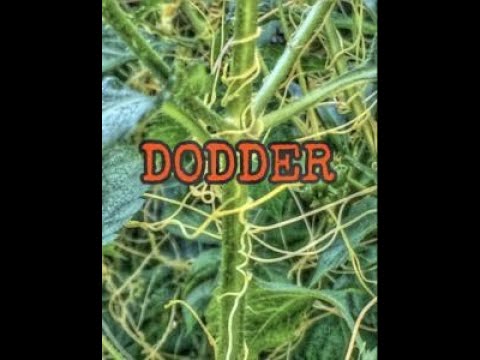 Video: Dodder (taim) - Dodderi, Dodderi Juure, Dodderi Seemnete Kasulikud Omadused Ja Kasutusalad. Põlddokder, Euroopa Ristik