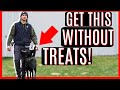 HOW TO GET YOUR DOG TO BEHAVE ANYWHERE!