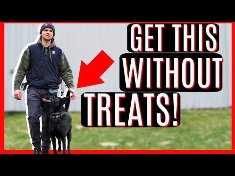 Video: Akut återkallande träning för hundar