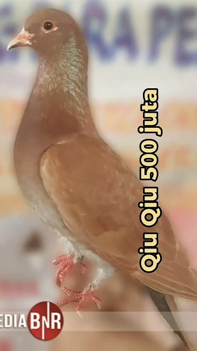 Burung Merpati Burung dara termahal di indonesia #shorts  #merpatikolong