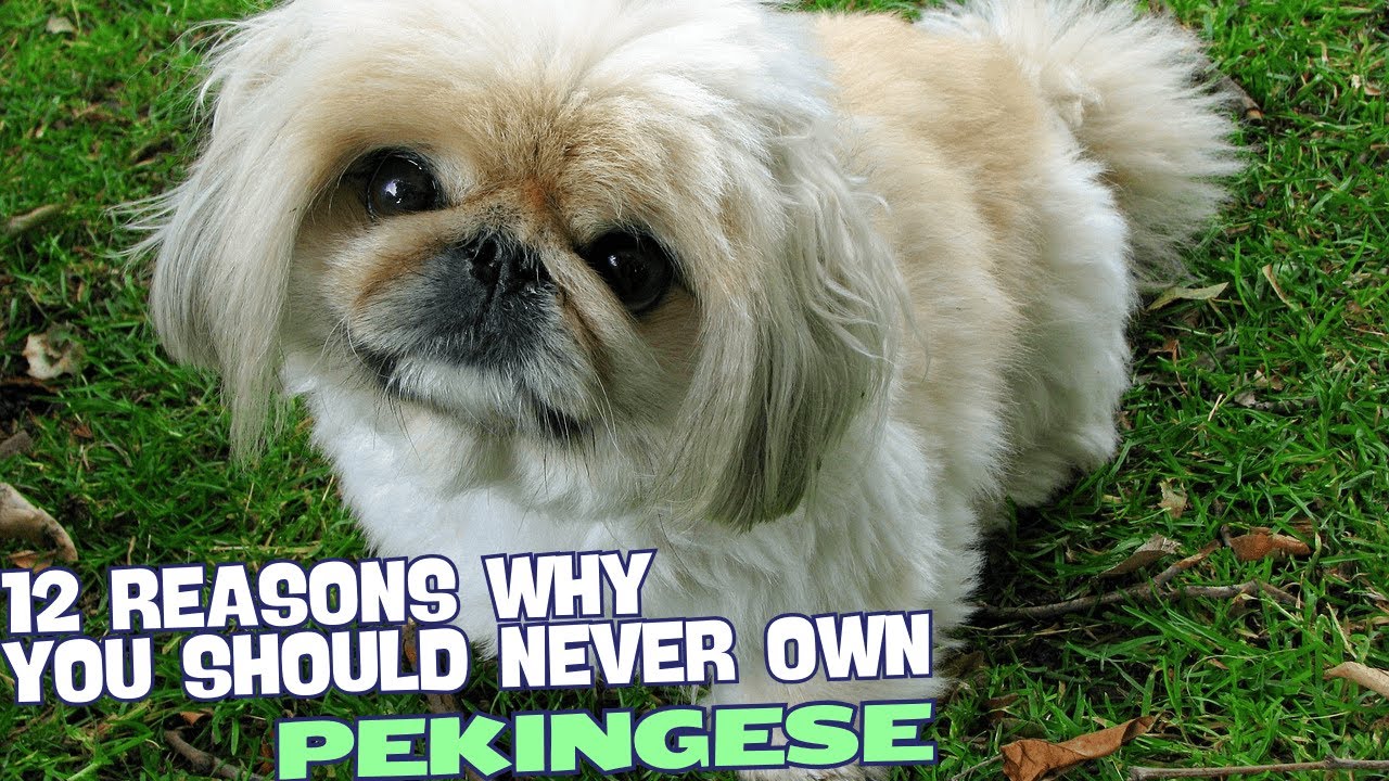 12 Reasons Why You Should Never Own a Pekingese! 🐶🚫