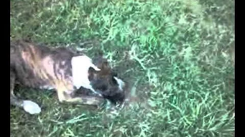 Boxer hunting moles gets blasted by my daughter on...