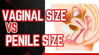 Vaginal Dimensions vs. Penile Size: The Science Behind Intimacy