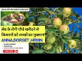 सेब के पौधे खरीदने से पहले क्या सावधानी रखनी चाहिए? Anna, Dorset Golden,Michel, HRMN-99 APPLE #jhn