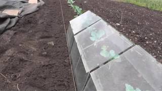 (76) Potato Planting Time and Barn Cloche Assembly with Three Special Guest Stars