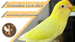 How To Produce Creamino Lovebirds | Farooq Birds | #exhibition #creamino #farooqbirds screenshot 5