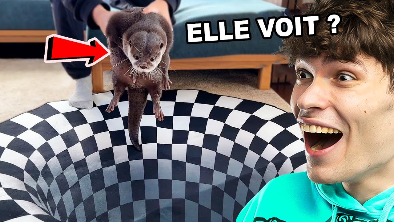 La LOUTRE peut-elle voir des ILLUSIONS d'optique ?..