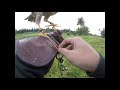 Hunting Brown Goshawk Falconry