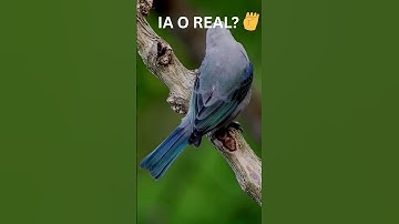 These Birds Look Real… But Are They? 🐦🤖 #aiorreal #5secondchallenge #mystery #facts #aivshuman #top