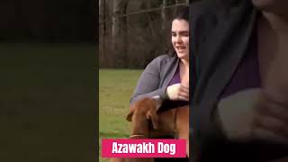 Discovering the Exotic Azawakh Dog #petlovers #viral #viralshorts #ytshorts #trendingvideo