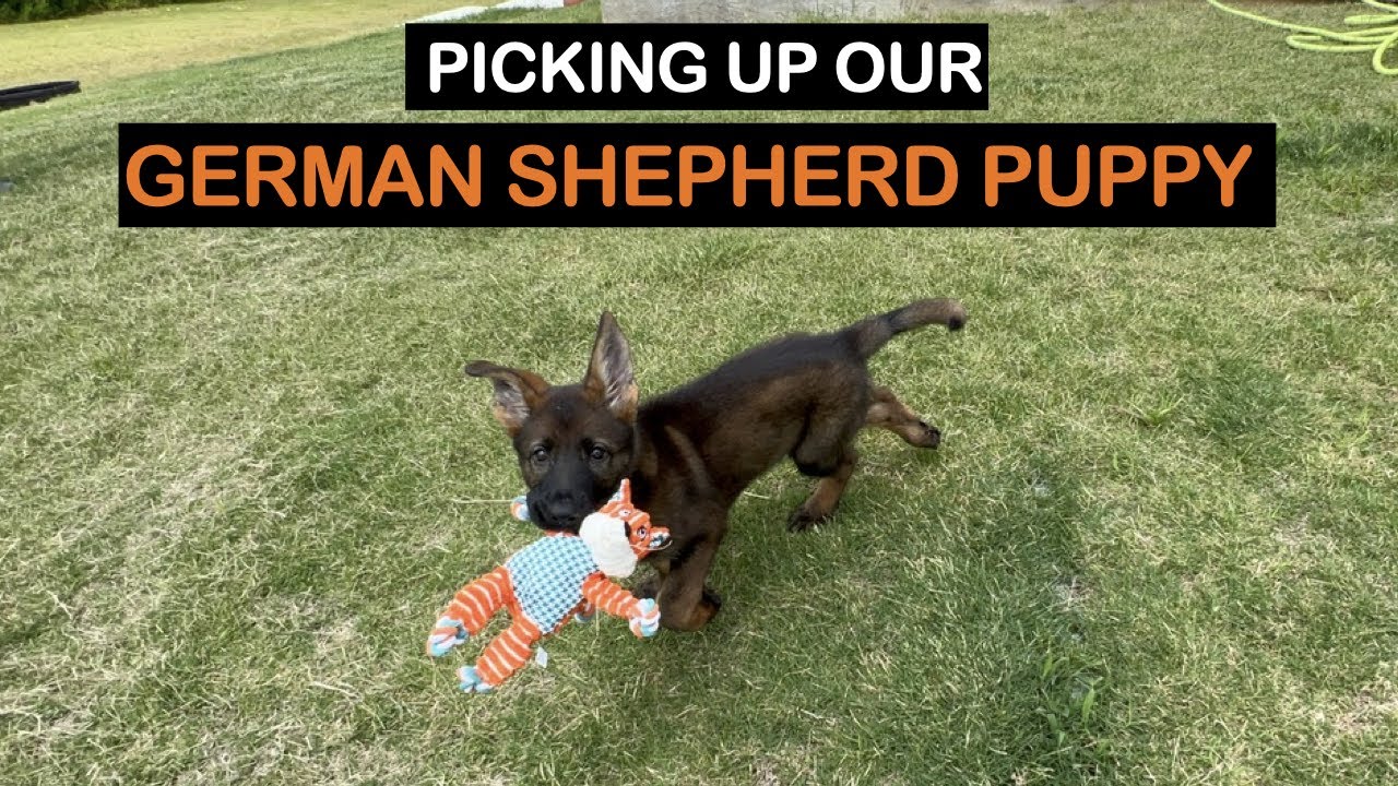 GERMAN SHEPHERD PUPPY/ FIRST DAY MEETING/OUR FIRST GERMAN SHEPHERD PUPPY/PICKING UP OUR GSD PUPPY
