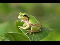 呼べば来る（？）アマガエル　ケロちゃん a flog answers to people