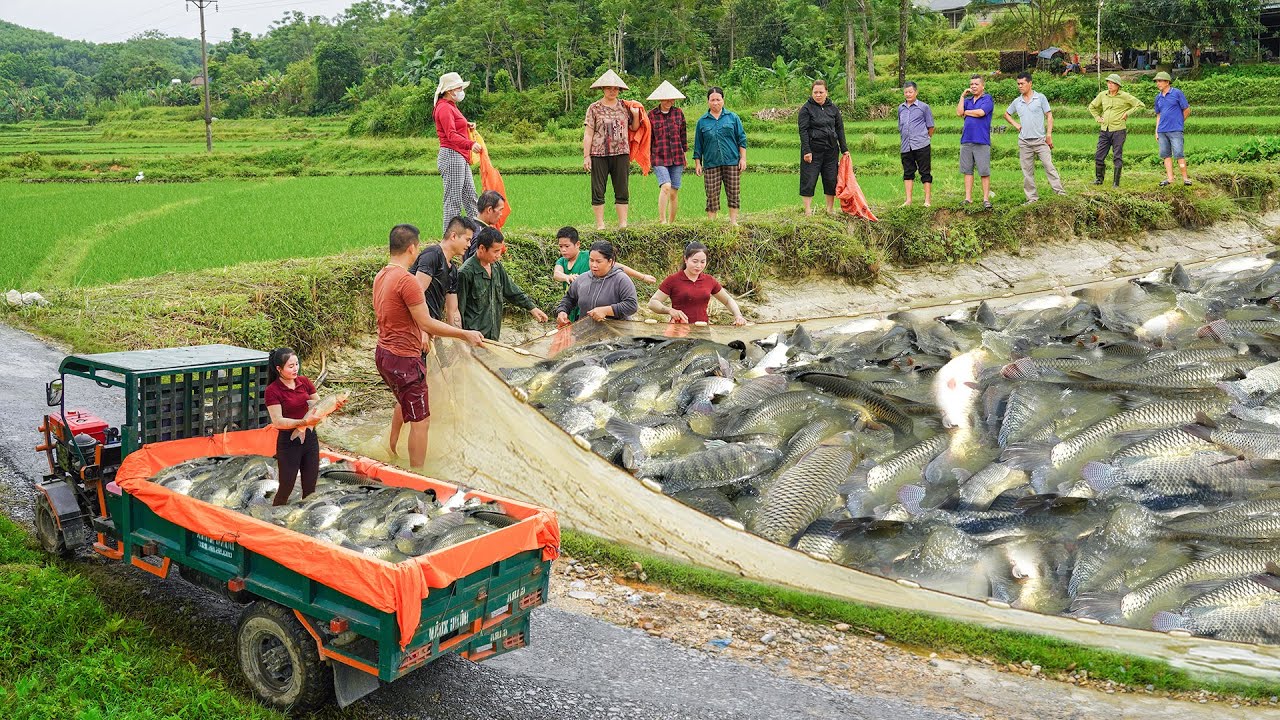 Harvest A Lot Of Grass Carp  - Use Truck To Transport Big Fishs Go To Countryside Market Sell