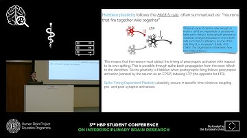 Mapelli Lisa - Excitation, inhibition and plasticity in the cerebellar network