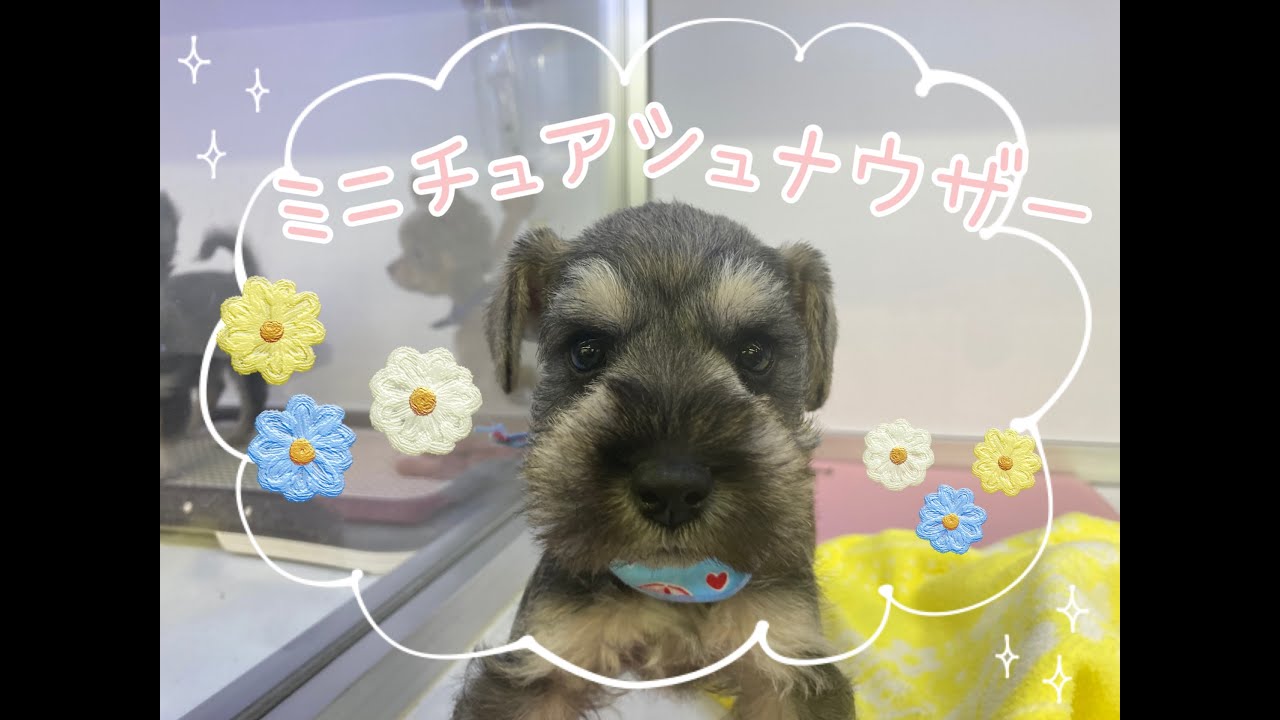 ペット新着情報 京都店 最高にかわいい犬種 ミニチュアシュナウザーちゃん ひごペットフレンドリー Youtube ペット新着情報 京都店 最高にかわいい犬種 ミニチュアシュナウザーちゃん ひごペットフレンドリー Youtube