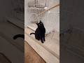 遊ぶ〈サーモンパーク千歳〉おなかの白い毛がちらり