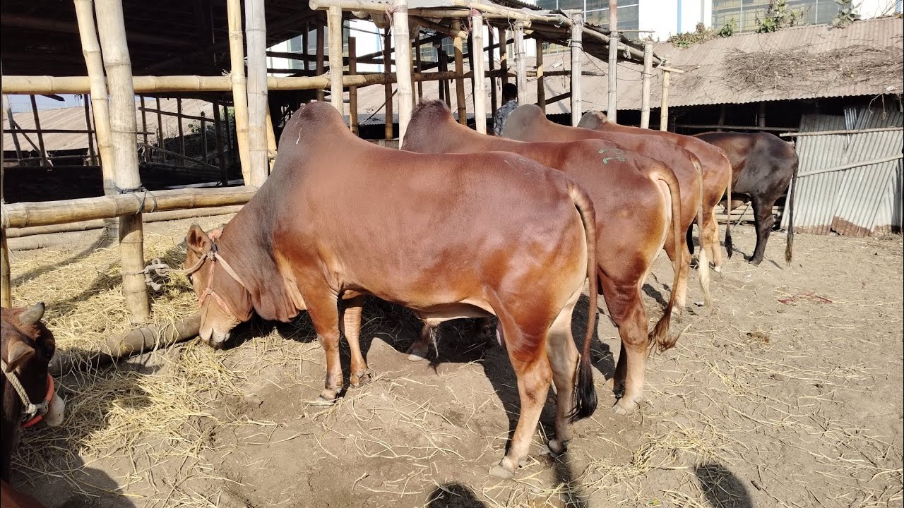 লাল লাল শাহিওয়াল দেখুন সাগরিকা গরু বাজার। 