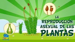 ¿Qué es la reproduccion asexual en las plantas ejemplos?