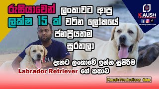 Labrador Retriever | Sri Lanka Best Labrador | ලංකාවේ ඉන්න ලක්ෂ 15 වේ සුපිරිම Labrador