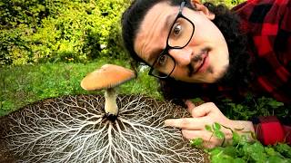 Download Lagu Funghi: cosa sono davvero e perché sotto terra nascondono un segreto gigante MP3