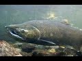 creek #asmr #cute #environment #fishing #fish #happy #nature #salmon