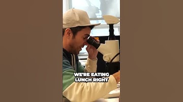 Insane Revelation How To Kill Bed Bugs