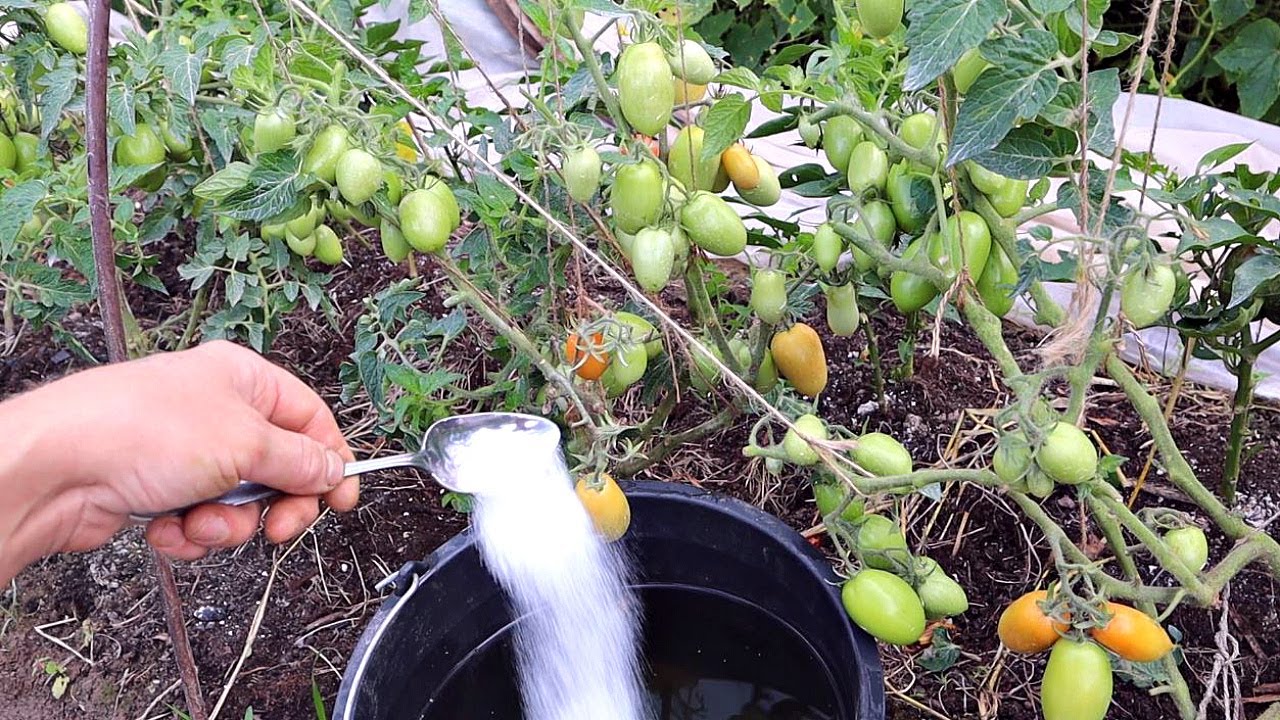 Удобряют ли помидоры. Томаты в августе. Удобрение для томатов. Подкармливаем томаты. Подкормка для помидор.