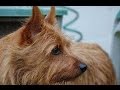 Australian Terrier (Terrier de Australia) の動画、YouTube動画。