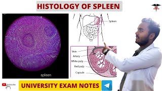 Histology Of Spleen || Histology || Chill Medicos screenshot 2