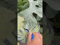スイカの食べ頃カナ🍉🍉🍉🍉🍉#shorts