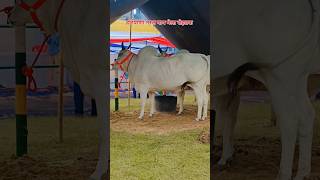 ak Dharti Mata ak gau mata #viral #murraha #animals #song #cow #viralshorts #shorts #anime