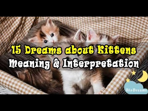Video: What a dream with little kittens can mean for a woman
