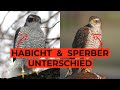 Sperber und Habicht sicher unterscheiden