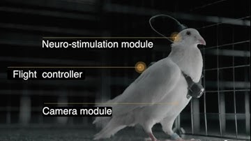 Russia Remote Controlled Spy Pigeons Could Deliver Small Payloads