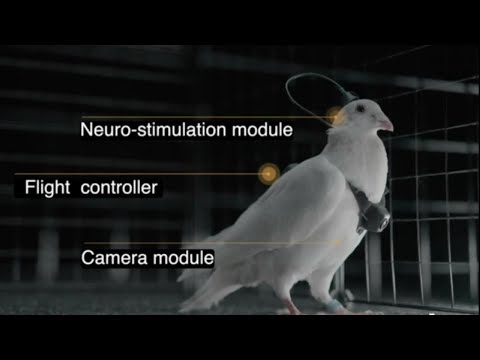 Russia Remote Controlled Spy Pigeons Could Deliver Small Payloads