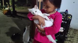 kucing putih lagi digendong oleh majikannya 😁😁