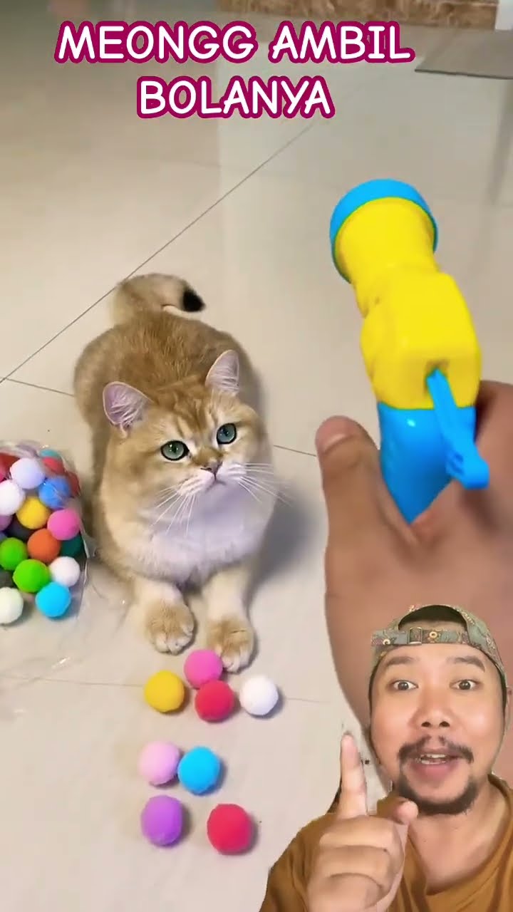 CATCH BOLA HIJAUNYA!!!?? #funny #cat #sillypets #cute #catlover #comedy