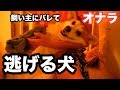おならから脱走するコーギー犬 Dog Fart