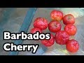 All About Barbados Cherries!