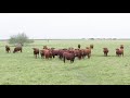 RFD-TV American Rancher featuring Red Angus and the American Red Program - January 2020