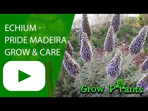 Echium - Pride of Madeira