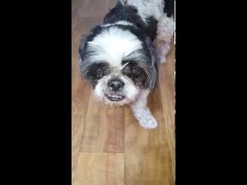 Please help save my dog Fuji