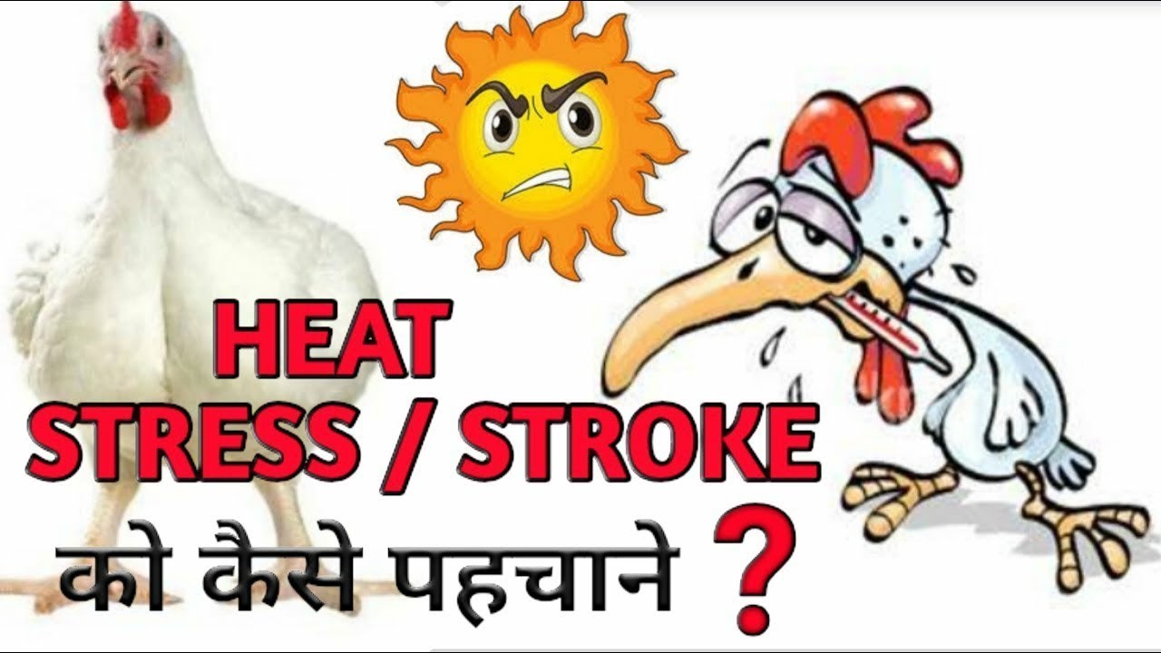 207, Heat stress in poultry, heat stroke in poultry Summer