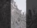 🌊ЗИМА СНЕГ пушистый на деревьях  #winter #travel #snow