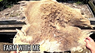 Maggots Trapped Under Sheep's Wool | Cotty Fleece and Flystrike Removal